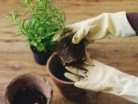 Plant Repotting Dubai — Expert Care for Healthy Roots