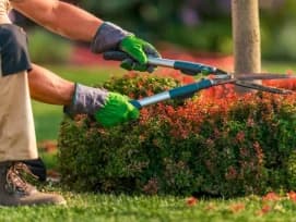 Plant Trimming Dubai — Pruning for Healthy Plants