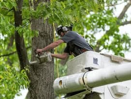 Tree Removal