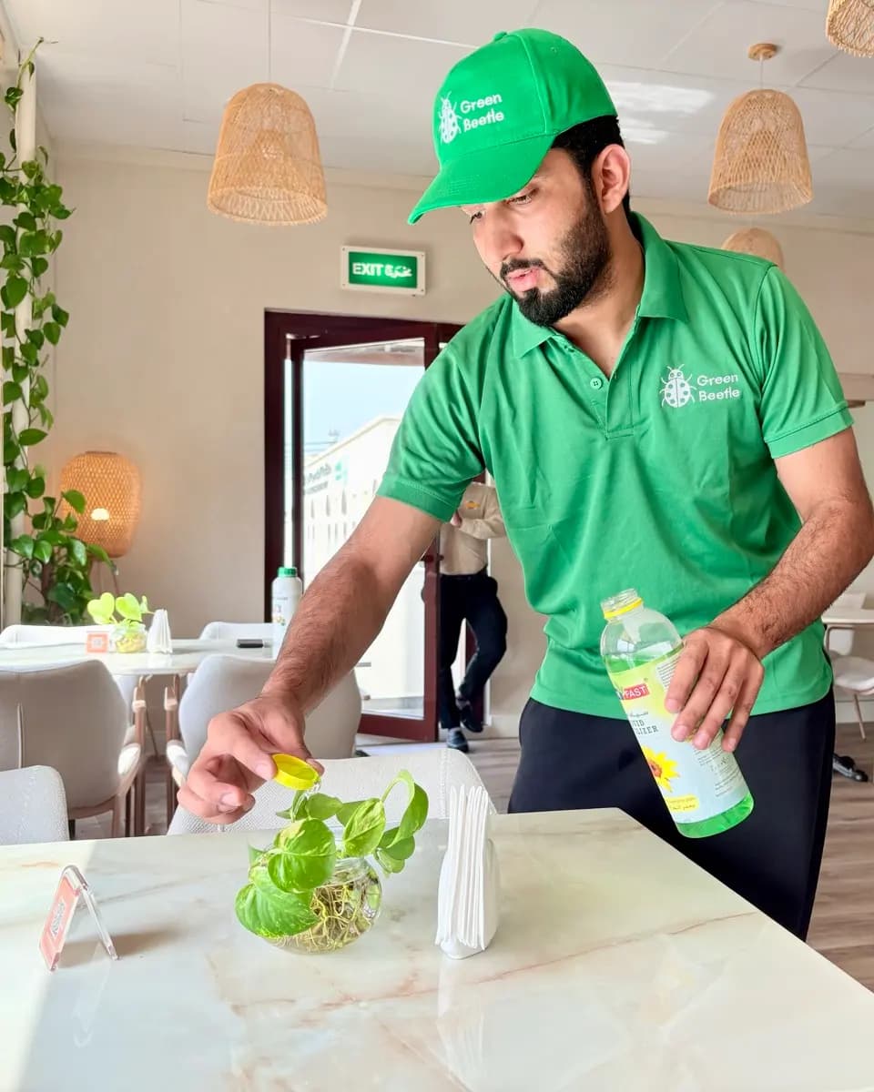 Green Beetle team member in a branded polo and cap feeding a potted plant on a restaurant table