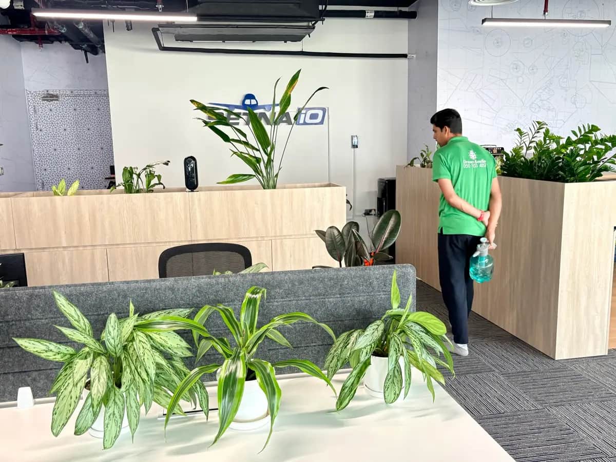 Green Beetle team member misting office plants beside a planter at a reception area